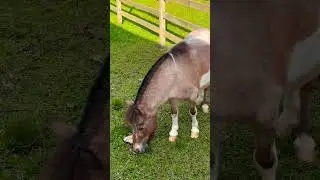 Olivas de Gramado no Rio Grande do Sul