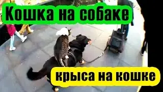 Кошка на собаке, крыса на кошке.