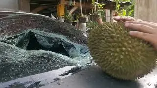 The Most Expensive Durian In The World.