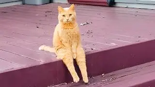 🔴 WATCH LIVE: FUNNIEST PET VIDEOS 24/7 🤣