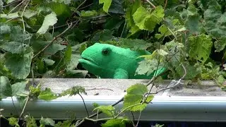 GIANT FROG ATTACK   - CAPTURED ON VIDEO