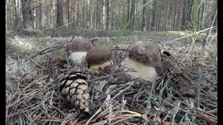 САМЫЕ КРАСИВЫЕ БЕЛЫЕ ГРИБЫ