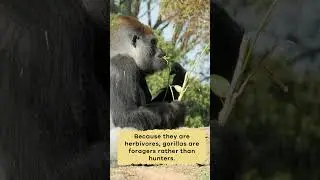 Gorillas for Kids | 