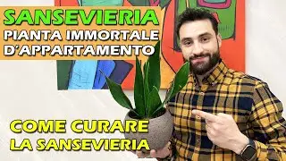SANSEVIERIA PIANTA IMMORTALE D'APPARTAMENTO - COME CURARE LA SANSEVIERIA