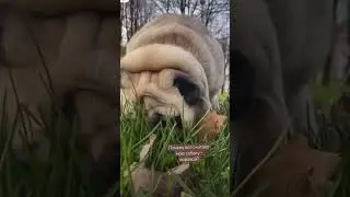 Любим травку и не только 😅