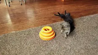 Kitten wrestles with big cat