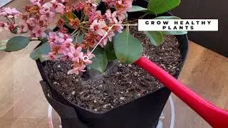 Breathable Fabric Pots for Faster Plant Growth