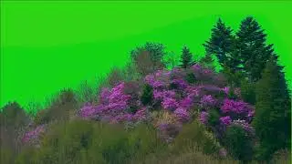 Tree green screen video, Green screen tree, tree green screen effect kinemaster, P-13