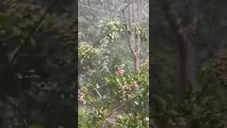 Hurricane Beryl Wind Force in Port Maria, St Mary, Jamaica - 3 July 2024 2:27 PM