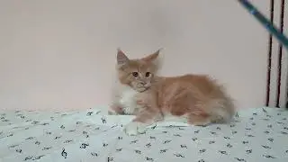 Котим мейн-кун . Питомник Mur House #котики #домашниеживотные #котята #котятамейнкун #mainecoon