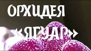 ОРХИДЕЯ «ЯГУАР». Две недели после покупки и пересадки.