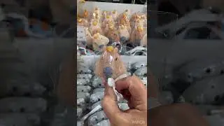 Самый залипательный магазин | fix price для богатых #обзор  #modi #капибара