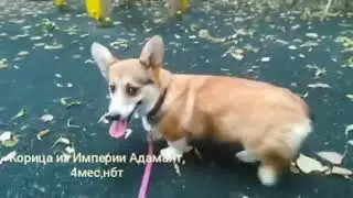 Вельш-корги пемброк. Щенки. Продажа.