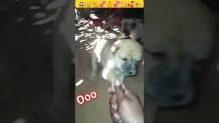 Dog |Baby😜Puppy| Dog sound| Puppydog #shorts #insaniyat #dog #puppy #funny #cat #animals #shortvideo