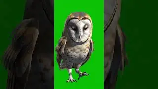 Cute Owl Walking Green Screen Effect 