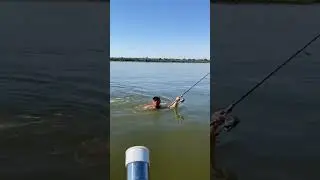 Как правильно ловить Жереха.#shorts #teamправильнаяподсечка