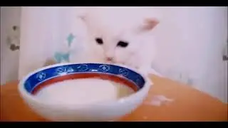 Котёнок и его борода из молока 🐱