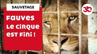 Le cirque James Dumas cède ses lions à la Fondation 30 Millions d'Amis