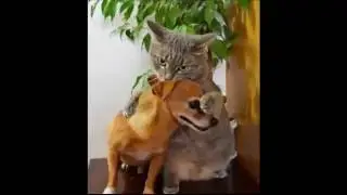 Кошки и собаки вопреки предрассудкам