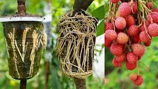 🌿New Compilation: Best method of propagate litchi, guava, and lemon trees by air layering!