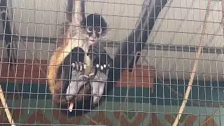 Small Monkey Dong