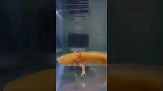 AXOLOTL SALAMANDER - ALBINO GOLDEN