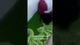 Домовой на поводке 
