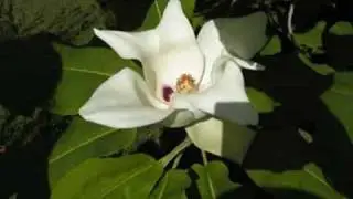 Mijn schitterende reis naar Madeira met Garden Tours deel 2