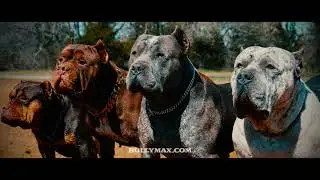 Bully Max Dog Food | Building Champions Since 2009