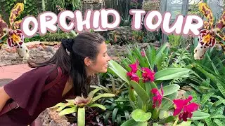 ORCHID + EPIPHYTES TOUR | Stunning Flowers and Blooms at Lincoln Park Conservatory (Part 2)