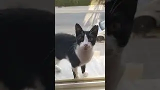 Кипрские котики
