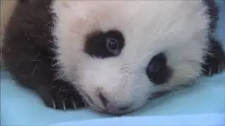 Смешные Панды