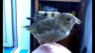 Зеленушка. Ручной птенец