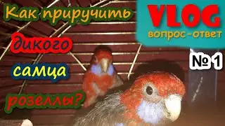 🔖🖊VLOG вопрос-ответ || Как приручить дикого самца розеллы? || № 1