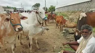 దేవరకద్ర సంతలో ఆవులకు ఏం రేట్లు చెబుతున్నారు | Devarakadra cow market ‎@purnafarms 