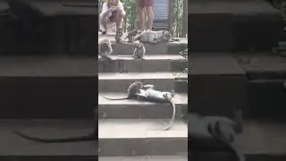 Monkey sanctuary Ubud