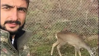 Köpeklerden kaçan Karaca avcıya sığındı…