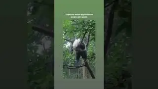 Yağmurun Altında Ağaçta Düşünen Bir Panda #shorts #shortsbeta #shortsvideo #keşfet #kesfet #fyp