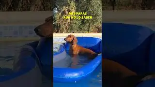 AYUDA‼️ Cómo CONVENZO a mis papás🤔 #perrosalchicha #dachshund #teckel #mascotas #perros #humor
