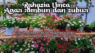 Cara membuat vinca rimbun dan subur | Tips pemangkasan (prunning) & cara pemupukan