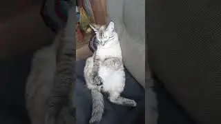 кот спит как человек