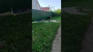 А Мартик выйдет?