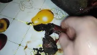 Разделал рыбу а в желудке обнаружил вот это!!!