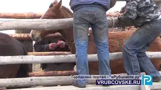 Желаемое и реальность: Как в Алтайском крае сельское хозяйство «развивают»