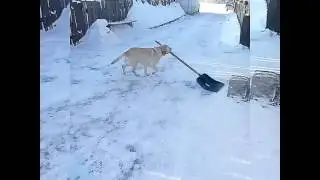 Собака дворник!!