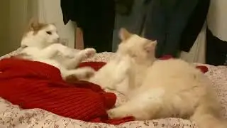 Luna & Suga maar playing around