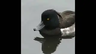 Male Tufted Duck