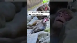 Татарча мем: тренировкадан соң эшкә ашыгасын 