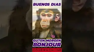 Good Morning Monkey