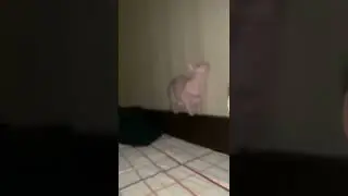 Semen 😹 Shorts 🔥🔥🔥